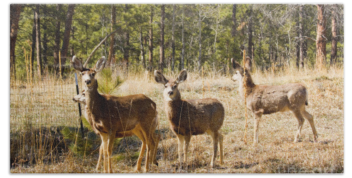 Deer Hand Towel featuring the photograph Mule Deer in the Back Yard by Steven Krull