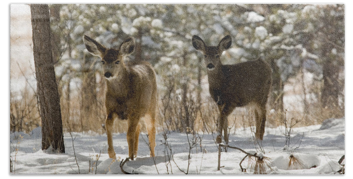 Deer Bath Towel featuring the photograph Mule Deer on Winter Walk by Steven Krull