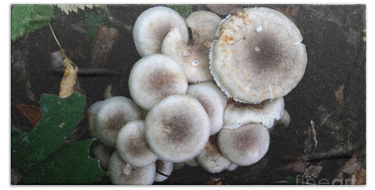 Mushrooms Hand Towel featuring the photograph Mushroom Cluster # 2 by Rick Rauzi