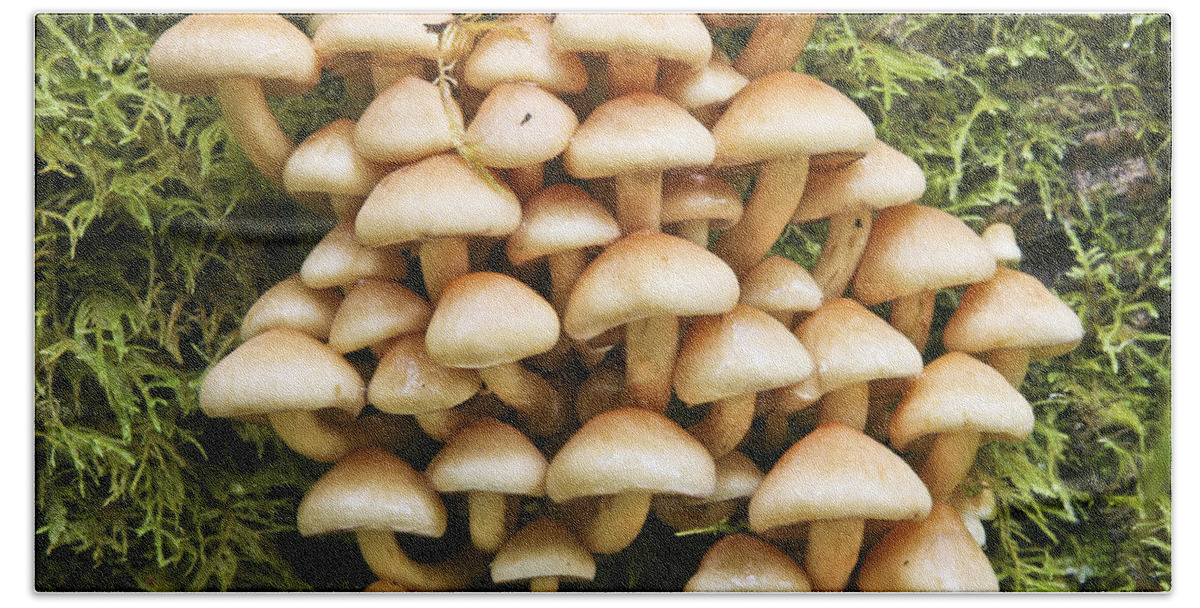Mushrooms Hand Towel featuring the photograph Mushroom Condo by Albert Seger