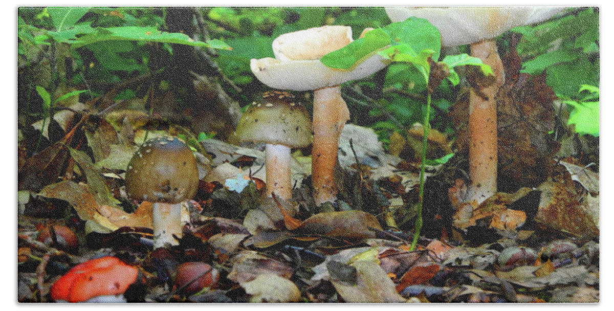 Mushrooms On Bear Mountain Bath Towel featuring the photograph Mushroom Family by Raymond Salani III