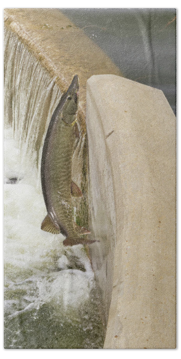 Muskie Bath Towel featuring the photograph Muskie 3 - Lake Wingra - Madison - Wisconsin by Steven Ralser