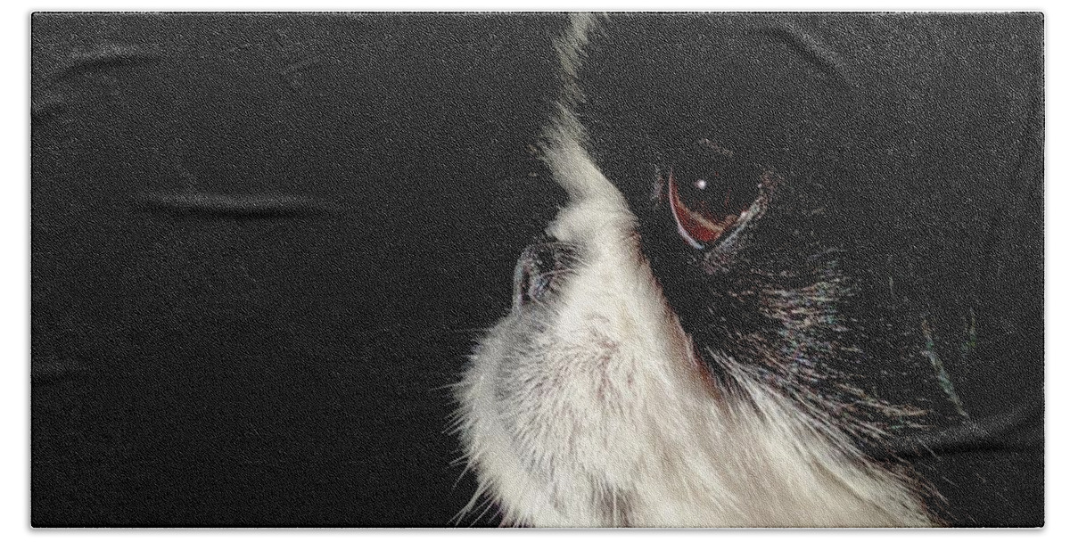 Dogs Hand Towel featuring the photograph My Daisy by Eileen Brymer