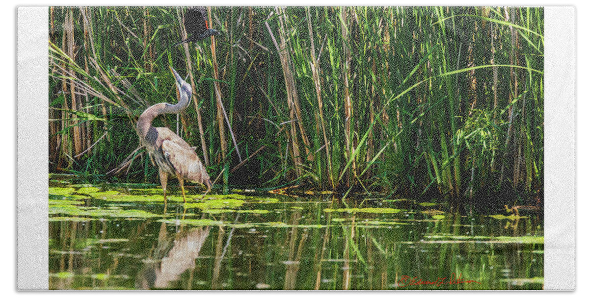 Great Blue Heron Bath Towel featuring the photograph Nature Protection by Ed Peterson