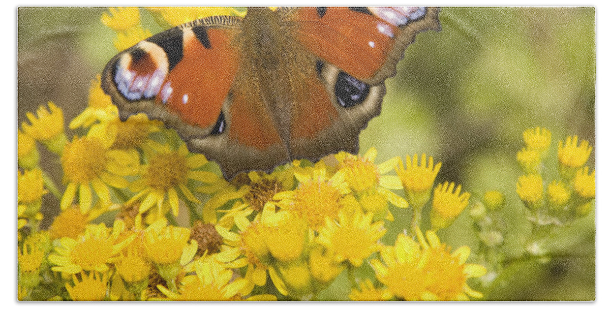 Butterfly Bath Towel featuring the photograph Nature's beauty by Ian Middleton