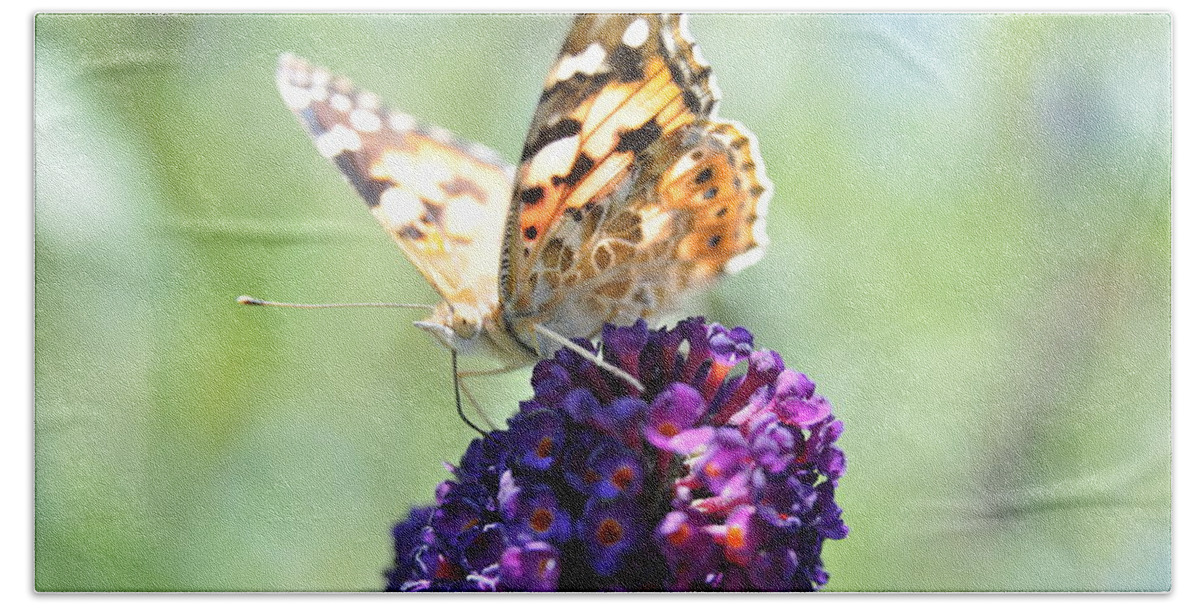 Butterfly Bath Towel featuring the photograph Nature's candy shop by Eduard Meinema