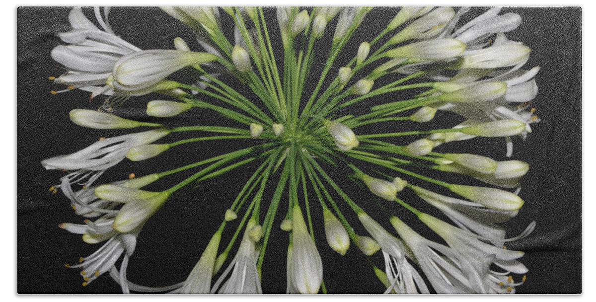 Nature Bath Towel featuring the photograph Natures Fireworks - Lily Of The Nile 005 by George Bostian