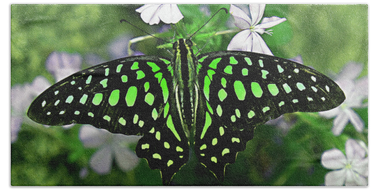 Tailed Jay Butterfly Hand Towel featuring the photograph Neon --- Tailed Jay Butterfly by Bob Johnson