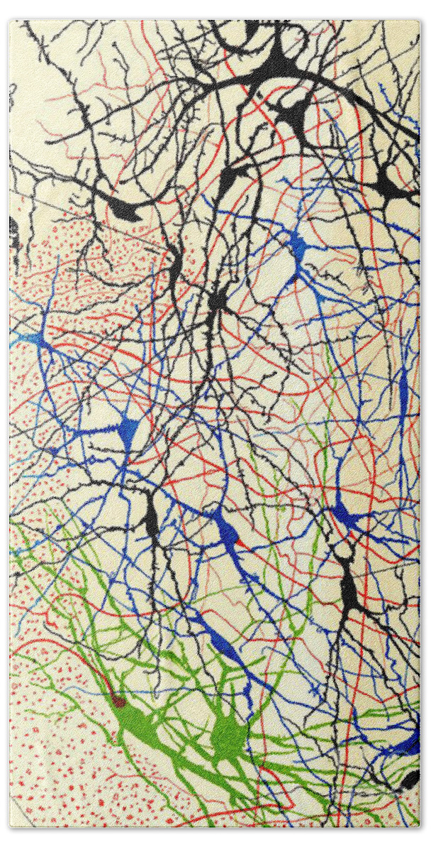 History Bath Sheet featuring the photograph Nerve Cells Santiago Ramon y Cajal by Science Source