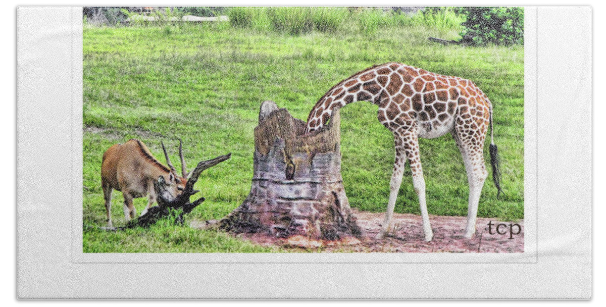 Giraffe Hand Towel featuring the photograph Never Be Ashamed by Traci Cottingham