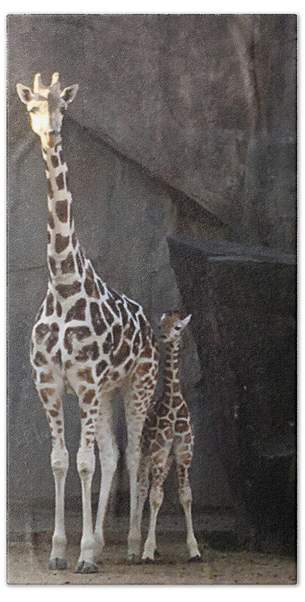 Zoo Bath Towel featuring the photograph New Baby Giraffe by Jean Wolfrum