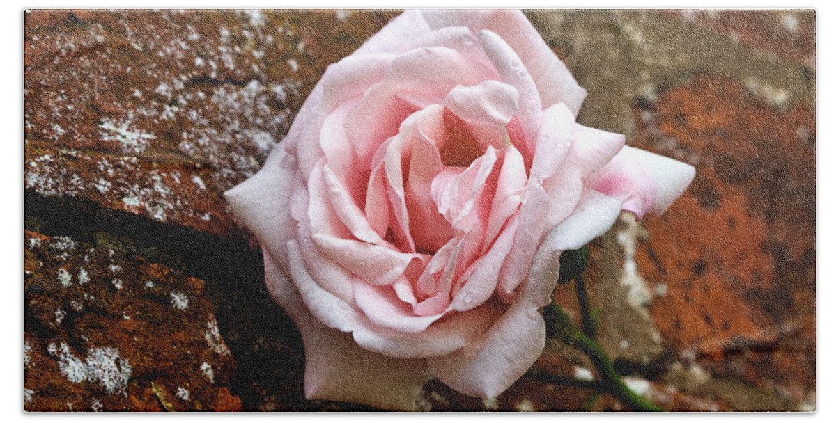 Rose Bath Sheet featuring the photograph New Dawn Climbing Rose on a Brick Wall by Louise Heusinkveld