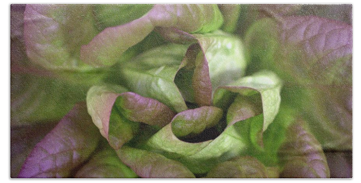 Lettuce Bath Towel featuring the photograph New Lettuce by Joseph Skompski