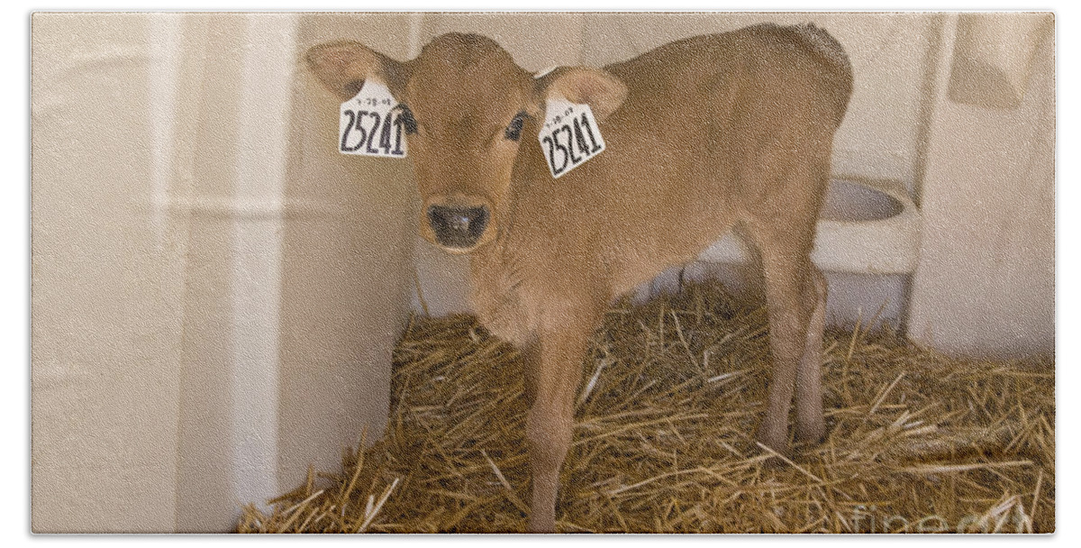 Calves Bath Towel featuring the photograph Newborn Dairy Calf by Inga Spence