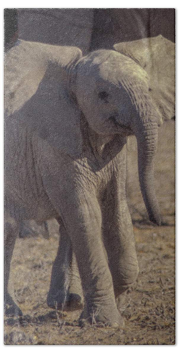 Africa Bath Towel featuring the photograph Newborn Elephant by Norman Reid