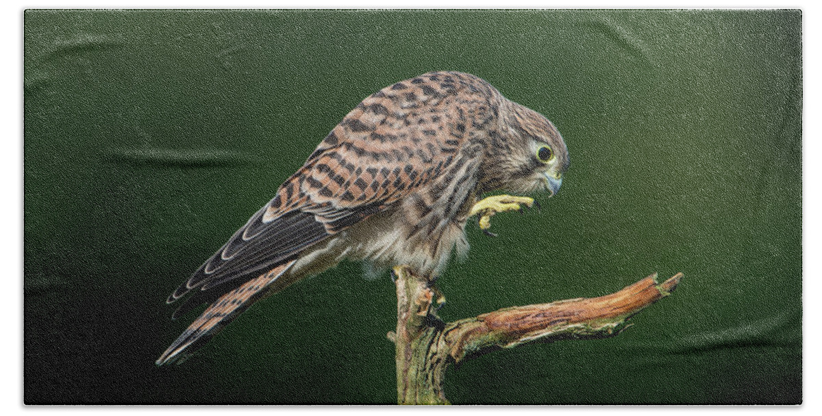 Kestrel Hand Towel featuring the photograph Next step of the young european kestrel by Torbjorn Swenelius