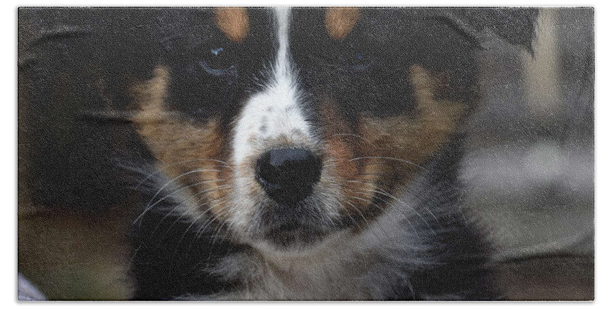 Dogs Hand Towel featuring the photograph Niki by Skip Willits