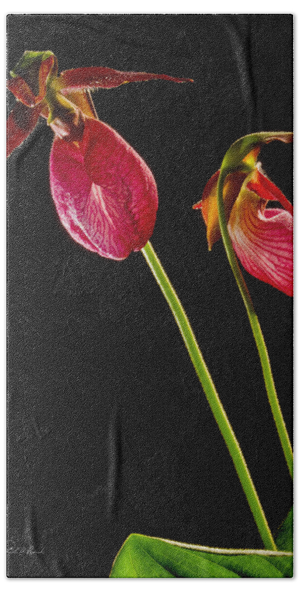 Photography Bath Towel featuring the photograph No Lady Slipper Was Harmed by Frederic A Reinecke