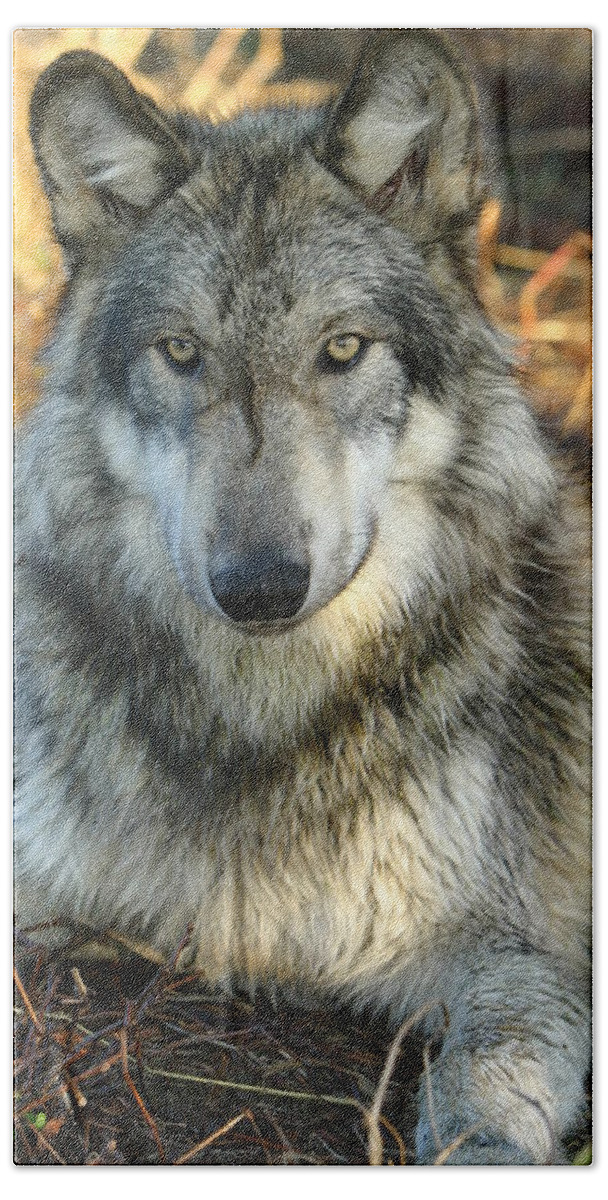Wolf Lupine Canis Lupus Animal Wildlife Photography Photograph Bath Towel featuring the photograph Noble Lupine by Shari Jardina