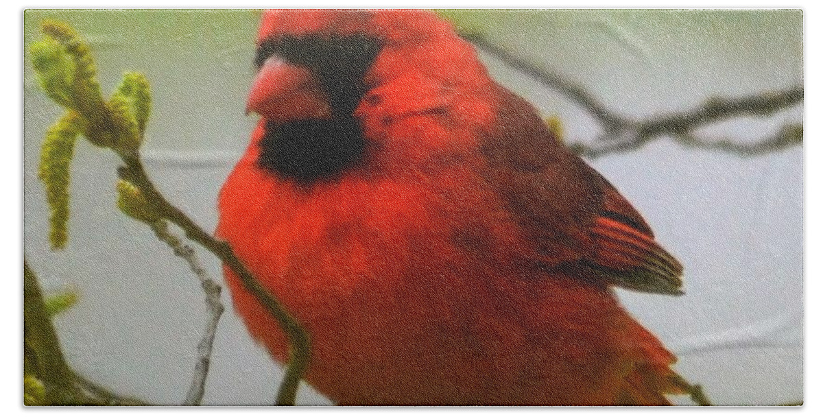  Hand Towel featuring the photograph North Carolina Cardinal by Chuck Brown