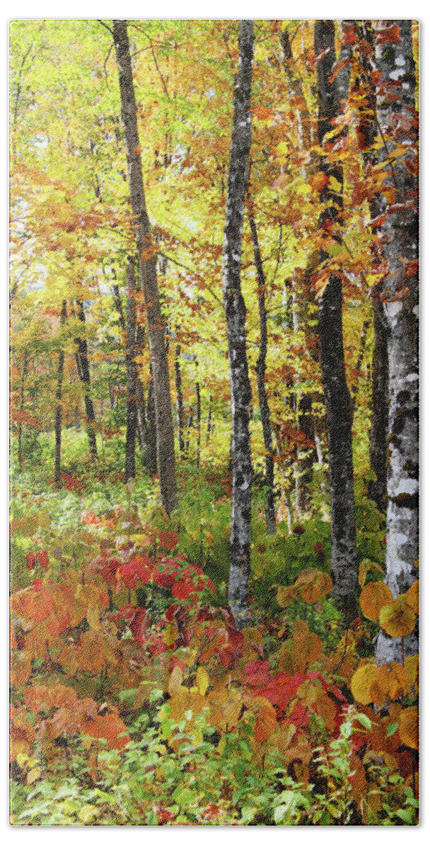 Photography Bath Towel featuring the photograph North Woods Trees #6 by Brett Pelletier