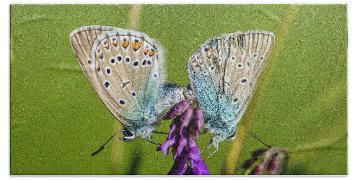 Northern Blue Bath Towel featuring the photograph Northern Blue's mating by Torbjorn Swenelius
