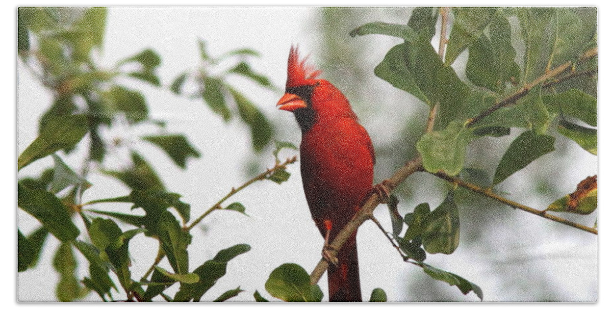 Northern Cardinal Bath Towel featuring the photograph Northern Cardinal - In the Wind by Travis Truelove