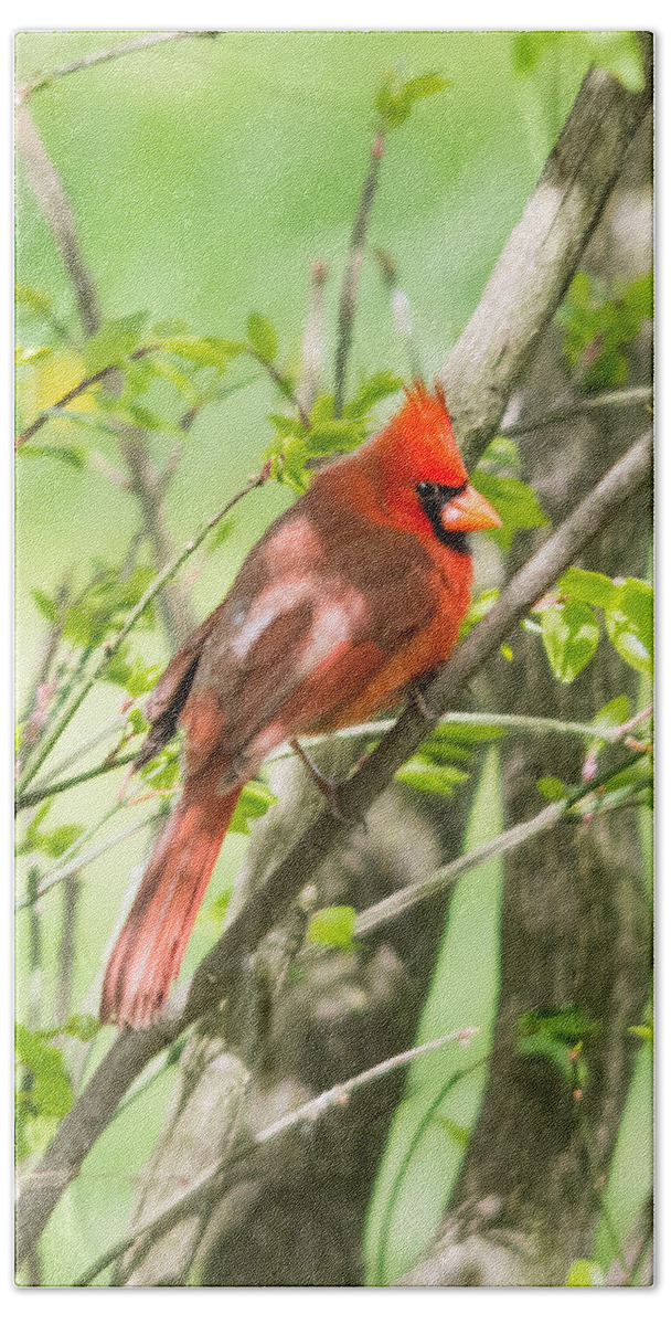 Northern Cardinal Bath Towel featuring the photograph Northern Cardinal   by Holden The Moment