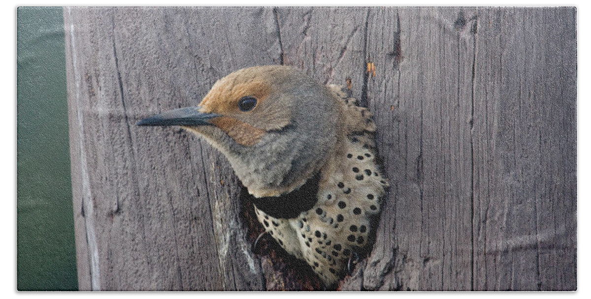 Wild Bath Towel featuring the photograph Northern Flicker Portrait by Mark Miller