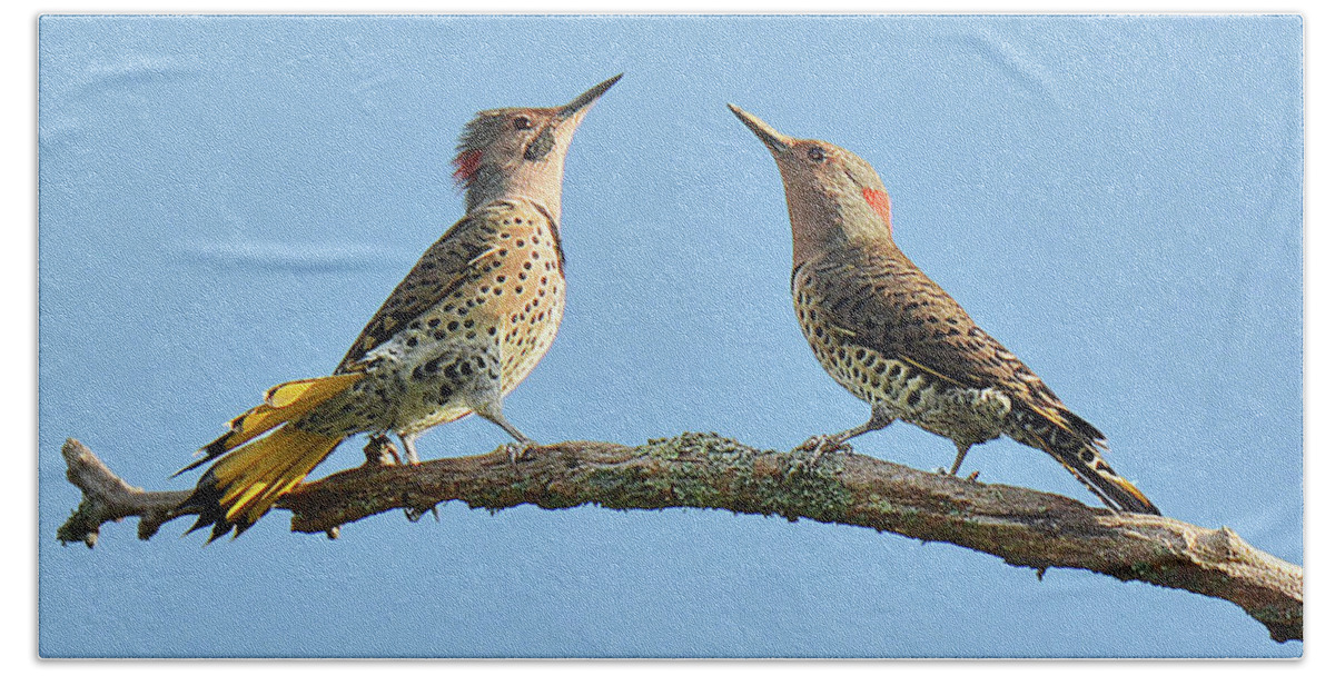 Bird Bath Towel featuring the photograph Northern Flickers Communicate by Alan Lenk