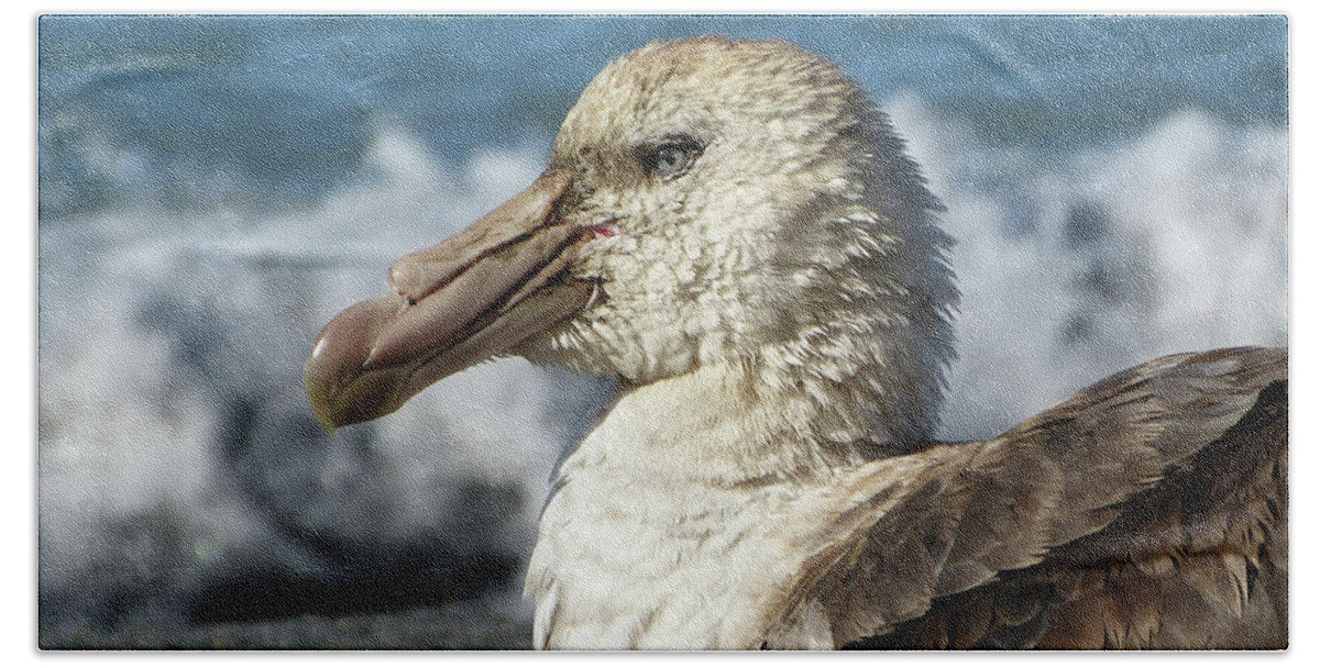 Petrel Hand Towel featuring the photograph Northern Giant Petrel by Martha Miller