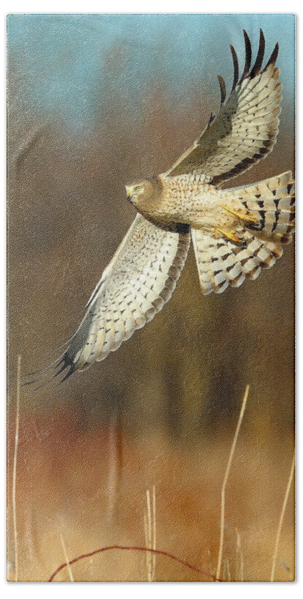 Northern Harrier Hand Towel featuring the photograph Northern Harrier Banking by William Jobes