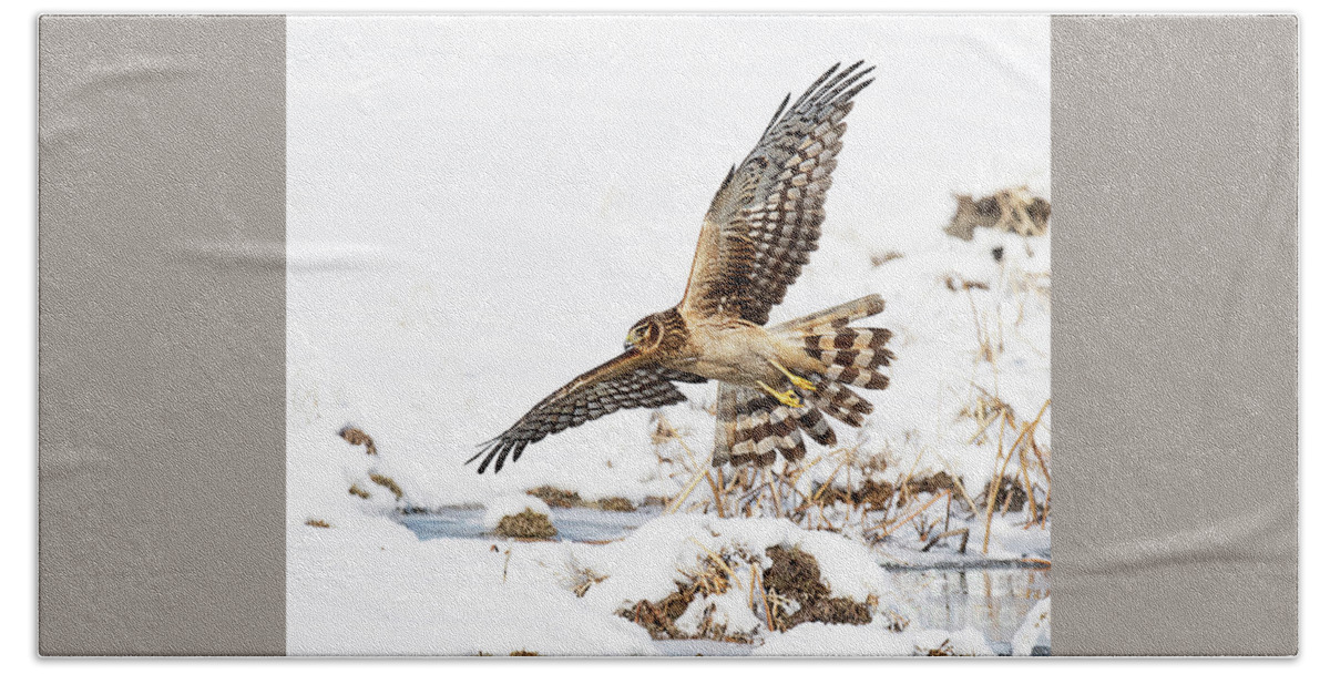 Bird Hand Towel featuring the photograph Northern Harrier Hawk Hunting by Dennis Hammer