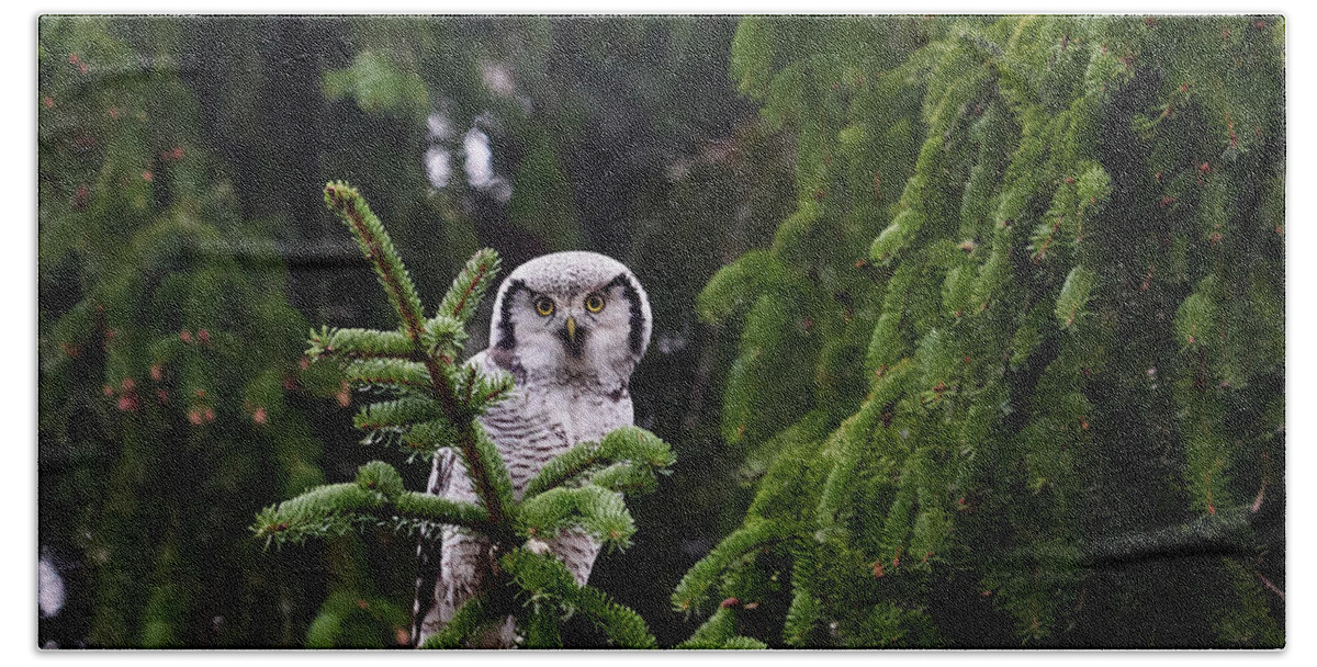 Lehtokukka Hand Towel featuring the photograph Northern hawk-owl 55 by Jouko Lehto