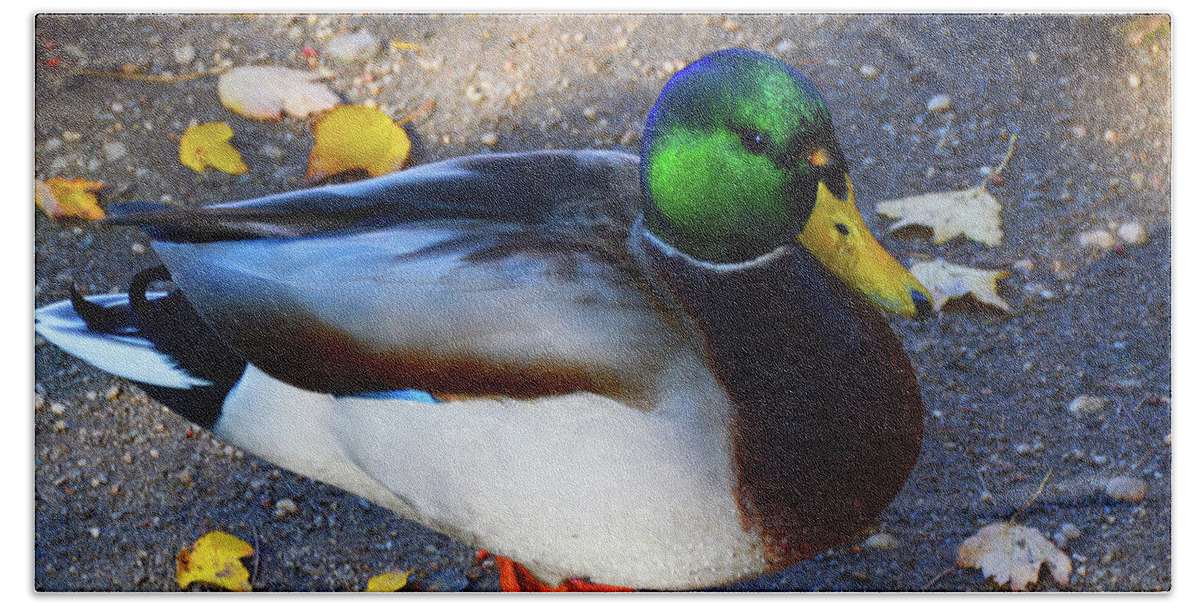 American Bath Towel featuring the photograph Northern Male Mallard Duck by Robyn King