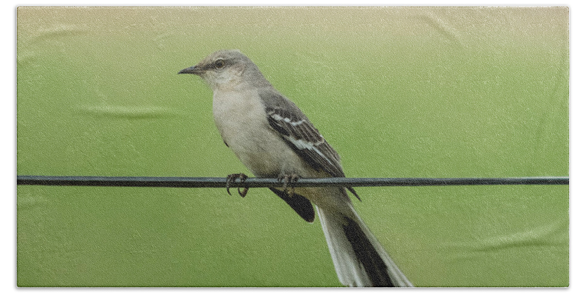 Bird Bath Towel featuring the photograph Northern Mockingbird by Holden The Moment