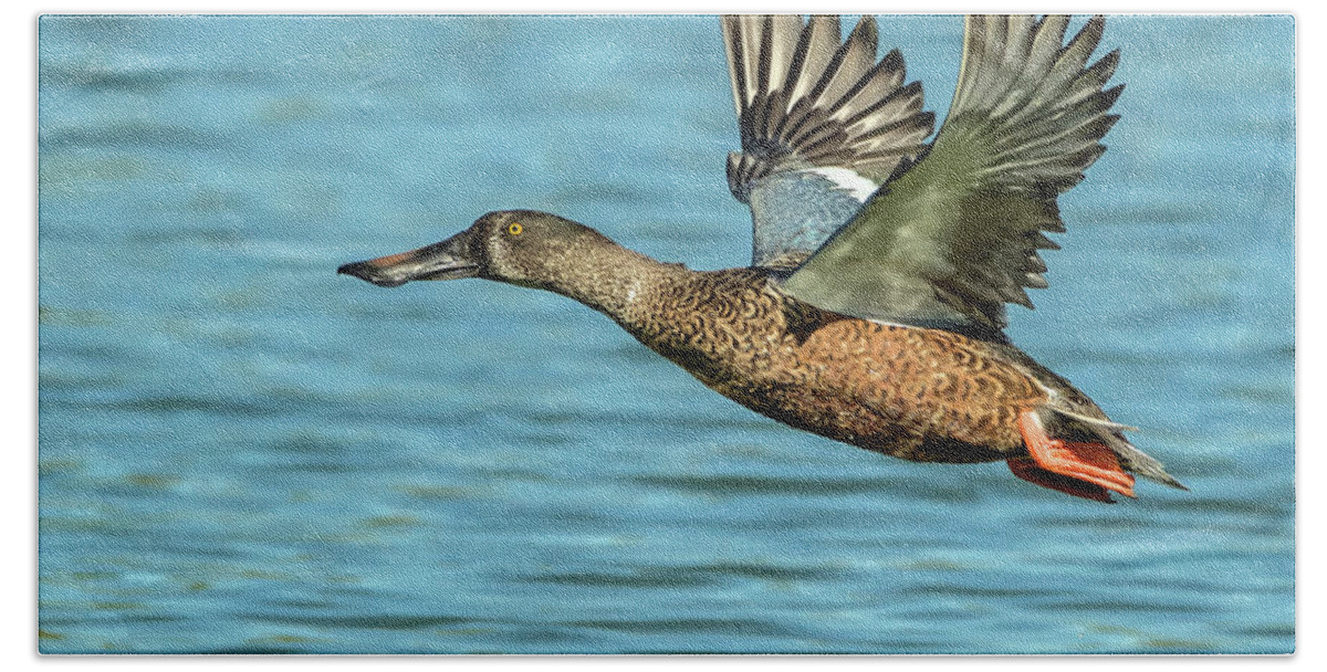 Northern Bath Towel featuring the photograph Northern Shoveler 6351-100217-2cr by Tam Ryan