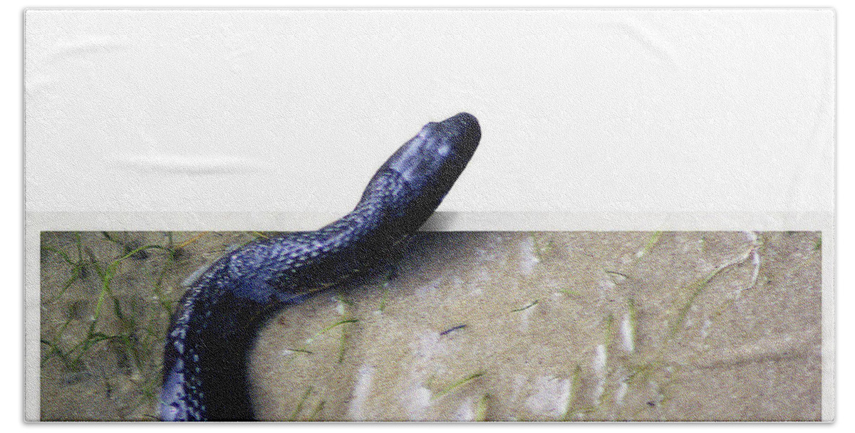 2d Bath Towel featuring the photograph Northern Water Snake by Brian Wallace