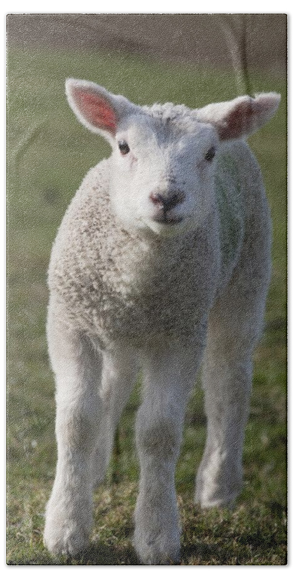 Animals Hand Towel featuring the photograph Northumberland, England A White Lamb by John Short