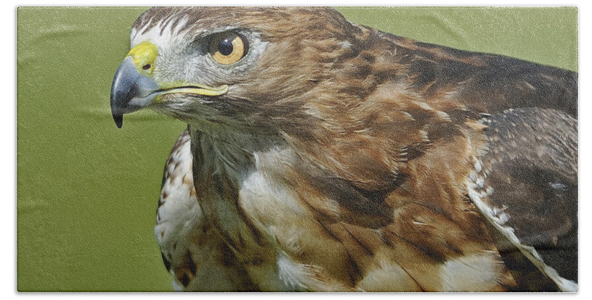 Parc Omega Hand Towel featuring the photograph Not chicken this Hawk... by Nina Stavlund