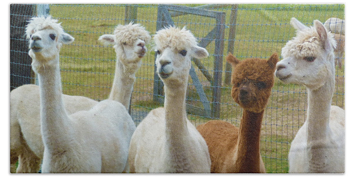 Alpaca Bath Towel featuring the photograph Not from Around Here by Terry Fiala
