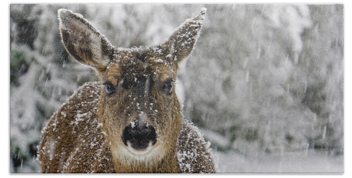 Deer Hand Towel featuring the photograph Not Happy - 365-279 by Inge Riis McDonald