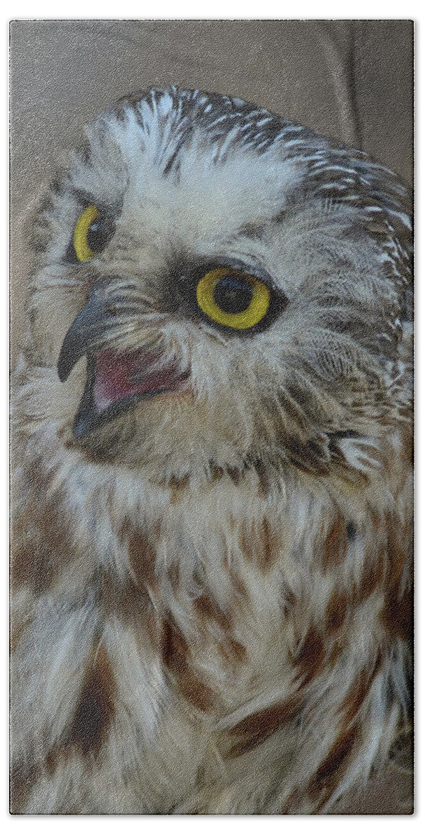Saw-whet Owl- Images Of Owls- Small Owls- Birds Of Prey - Rae Ann M. Garrett - For Owl Lovers - I Love Owls Bath Towel featuring the photograph Number 9 by Rae Ann M Garrett