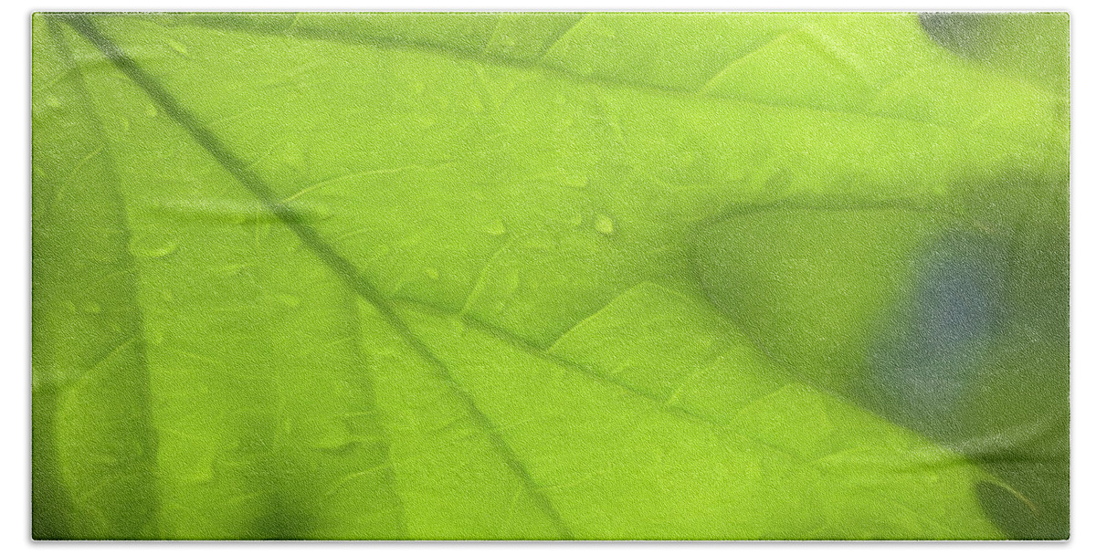 Oak Leaf Hand Towel featuring the photograph Oak Leaf by Cindi Ressler