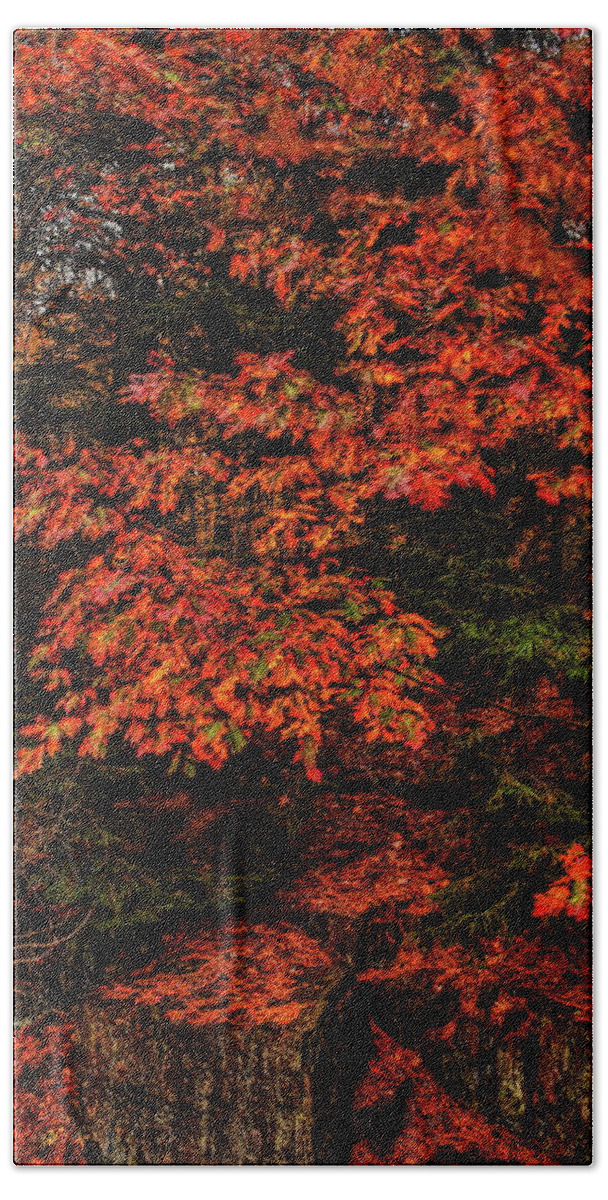 Autumn Hand Towel featuring the photograph Oak On The Rocks by Dale Kauzlaric