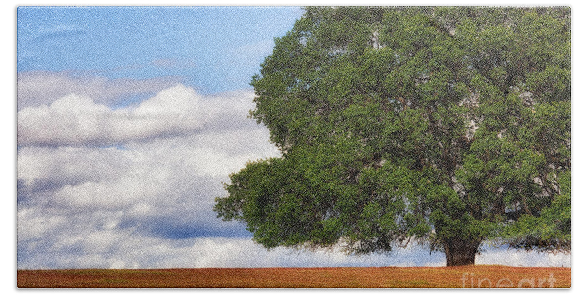 Oak Bath Towel featuring the photograph OakTree by Anthony Michael Bonafede