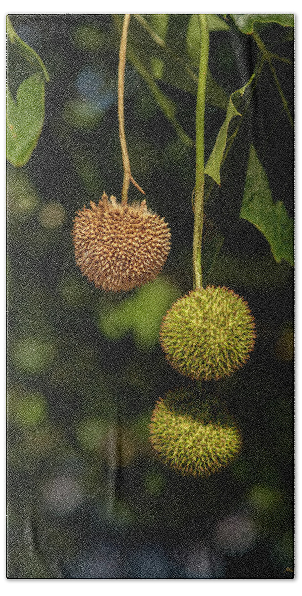 Sycamore Balls Hand Towel featuring the photograph Odd Ball Out by Michael McKenney