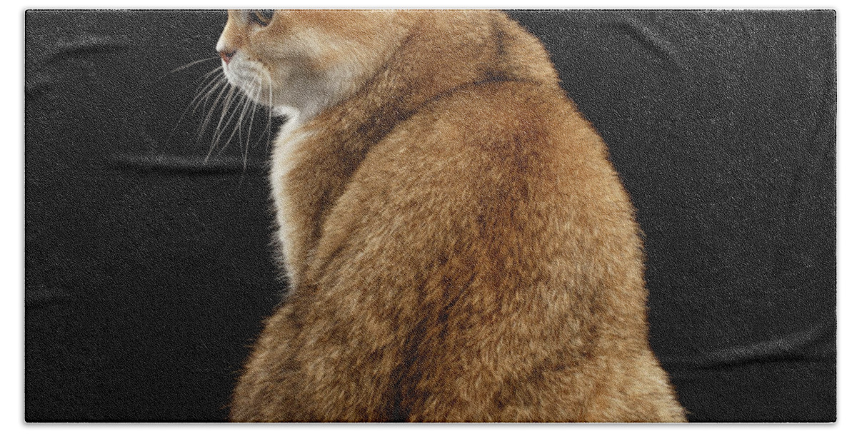 Offended Hand Towel featuring the photograph offended British cat Golden color by Sergey Taran