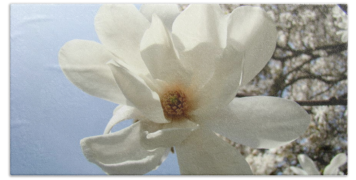 Magnolia Bath Towel featuring the photograph OFFICE ART PRINTS White Magnolia Flower 66 Blue Sky Giclee Prints Baslee Troutman by Patti Baslee