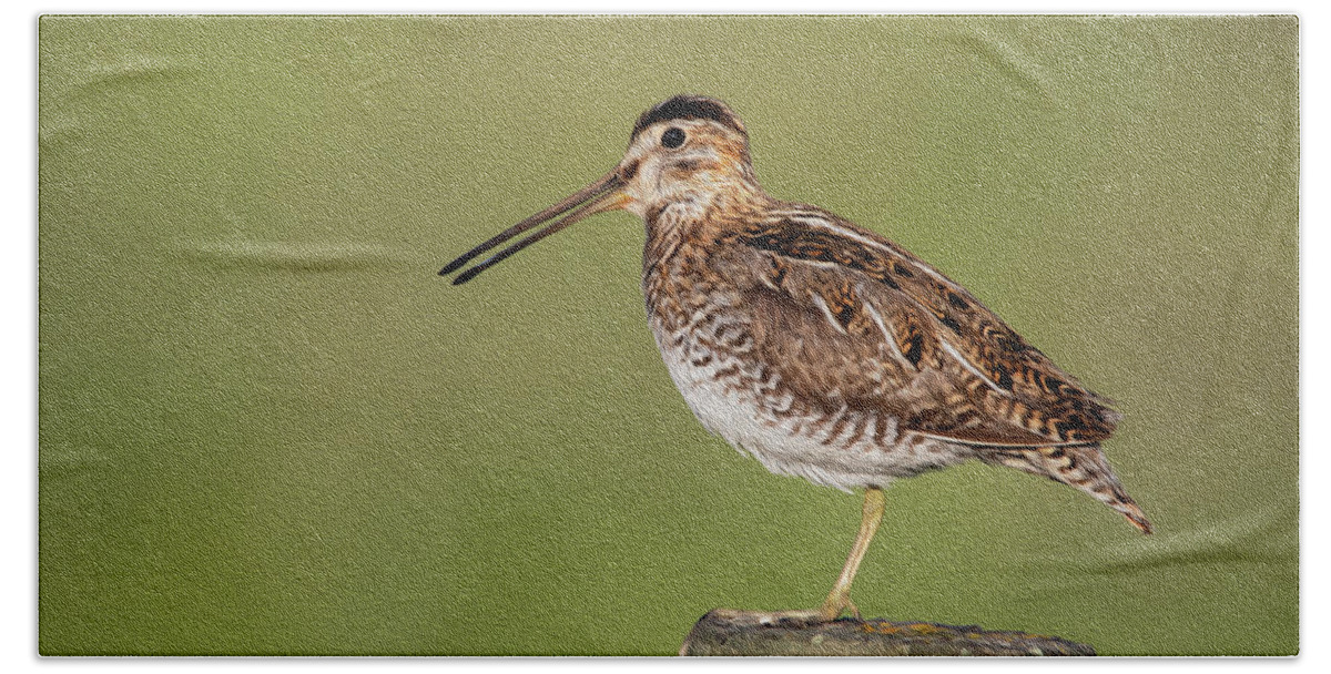 Oil Painted Bath Towel featuring the photograph Oil painted Wilson's snipe by Celine Pollard